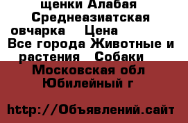 щенки Алабая (Среднеазиатская овчарка) › Цена ­ 15 000 - Все города Животные и растения » Собаки   . Московская обл.,Юбилейный г.